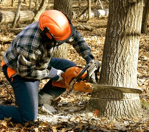 Tree Removal in Chesterfield, NH